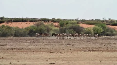 Zebra kalahari Stock Footage 12653386