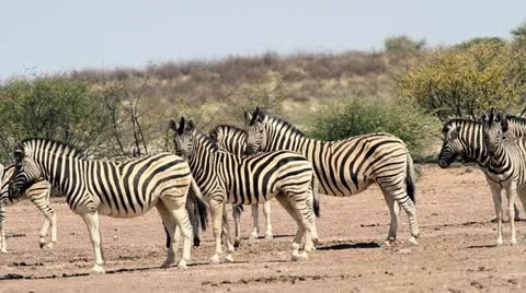 Zebra kalahari Stock Footage 12653526