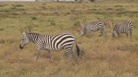 Zebra in Kenya Stock Footage 117461640