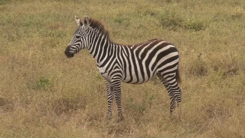 Zebra in Kenya Stock Footage 117574904