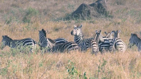 Zebra kicking other zebras while walking in Maasai Mara Stock Footage 98363152