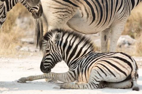 Zebra Kitten lying on ground Stock Photos