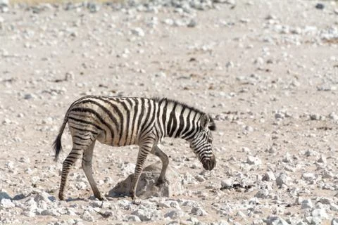 Zebra kitten in Namibia Stock Photos
