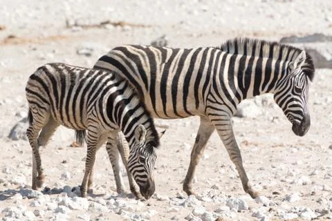 Zebra with kitten Stock Photos