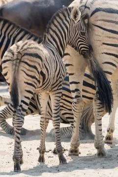 Zebra Kitten Stock Photos