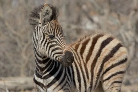 Zebra Kruger national Park Stock Photos
