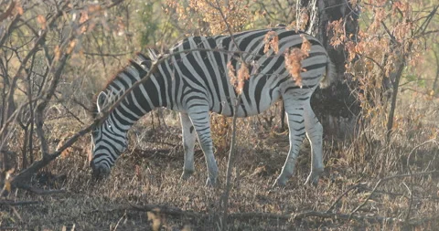 Zebra in Kruger Park SA Stock Footage 251714427