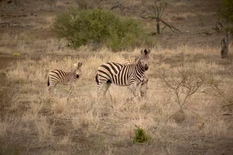 Zebra in the kruger 库存照片