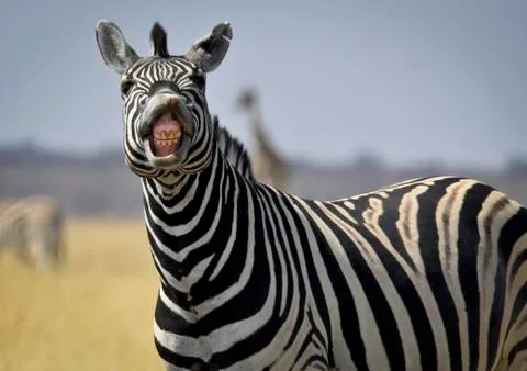 Zebra is laughing Stock Photos