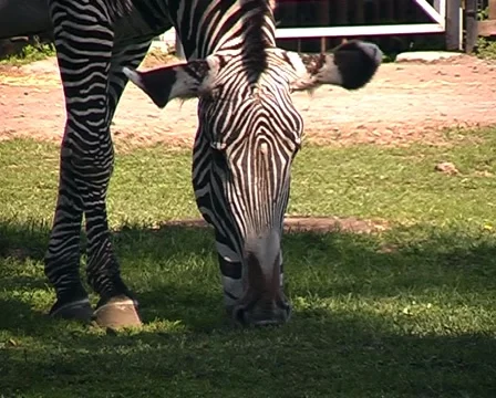 Zebra on lawn in an open-air cage. Stock Footage