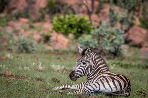 Zebra laying down in the grass. Stock Photos