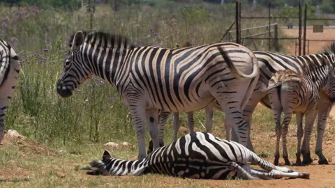 Zebra laying down in the heat while the others stand around Stock Footage 231333811