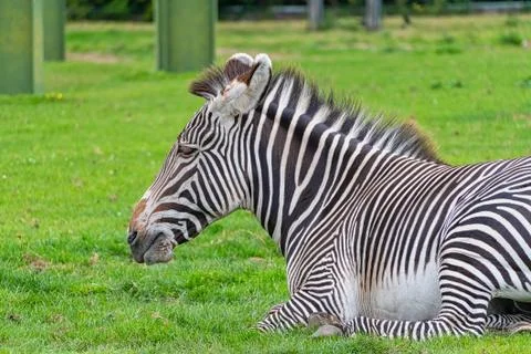 Zebra laying down Stock Photos