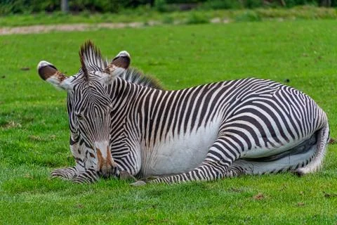 Zebra laying down Stock Photos