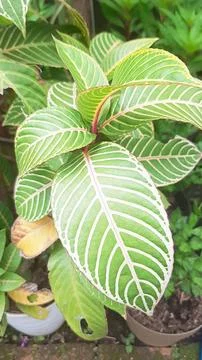 Zebra leaf plant Fotos de archivo