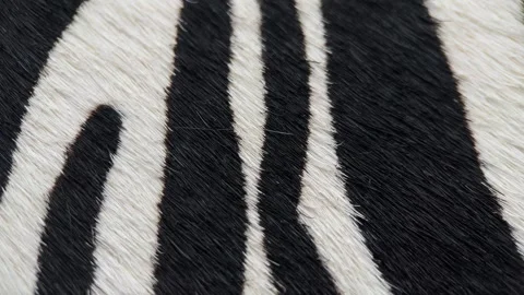 Zebra Leather Texture, Slider Shot Stock Footage 273945626
