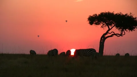 A zebra lifts up his head while the sun sets in the background Stock Footage 98618829