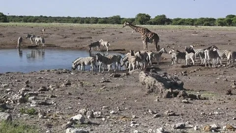Zebra ,Line begins moving right; some keep drinking near giraffe — Part 50 Video stock 320846422