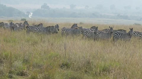 Zebra Line Walking Slowly Across the Grassland in Maasai Mara National Reserve. Stock Footage 320727750