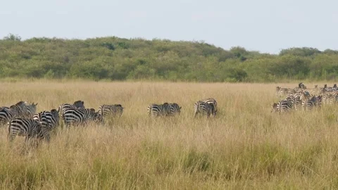 Zebra Line Walking Slowly Across the Grassland in Maasai Mara National Reserve. Stock Footage 320727848
