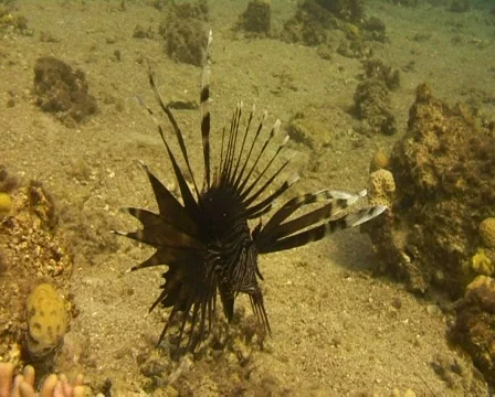 ZEBRA lion fish Video stock 608369