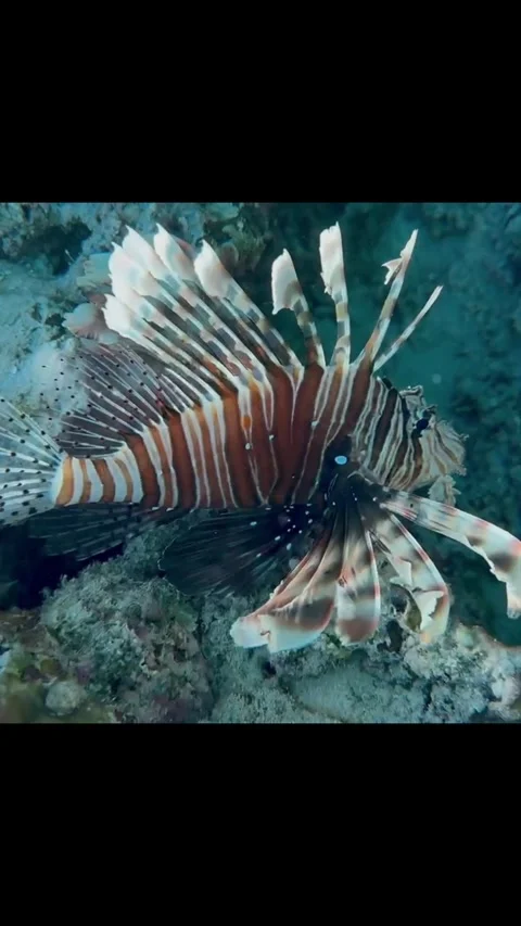Zebra Lionfish in Close-Up Vídeos de archivo 345146901