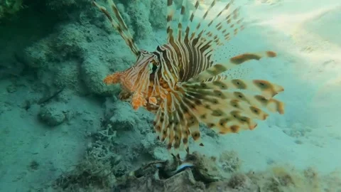 Zebra Lionfish in Extreme Close-Up Vídeos de archivo 343727937