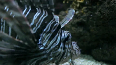 Zebra Lionfish Video stock 45934225