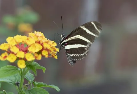 Zebra Long-wing Butterfly 写真素材
