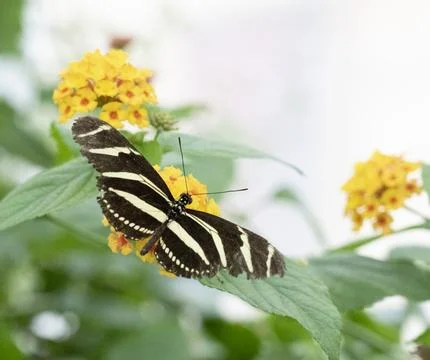 Zebra long-wing butterfly 写真素材