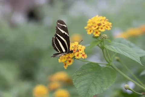 Zebra long-wing butterfly 写真素材