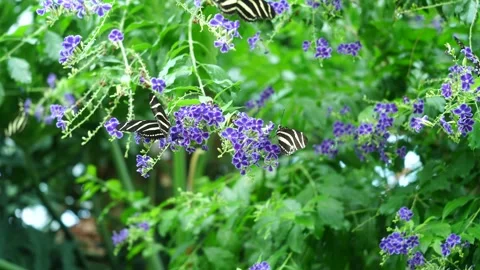 Zebra Longwing and Paper Kite Butterflies Feeding on Purple Flowers on Bush Stock Footage 344919215