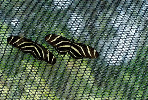 Zebra Longwing butterflies 스톡 사진