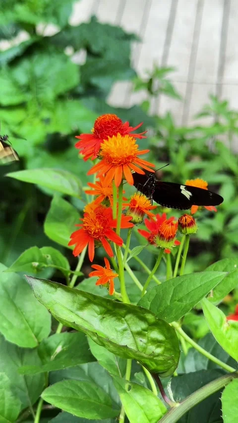 Zebra longwing butterflies pollinating orange flowers Stock Footage 335287464