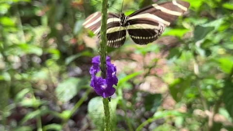 Zebra longwing butterflies pollinating purple flowers Stock Footage 335287617