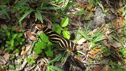 Zebra Longwing Butterfly 4K Stock Footage 306599764