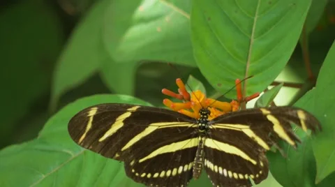 Zebra Longwing Butterfly with a Broken Wing Lands on Flower to Feed, 4K Stock Footage 66432503