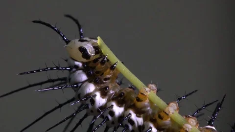 Zebra longwing butterfly caterpillar feeds and eats on a branch. Stock Footage 95213623