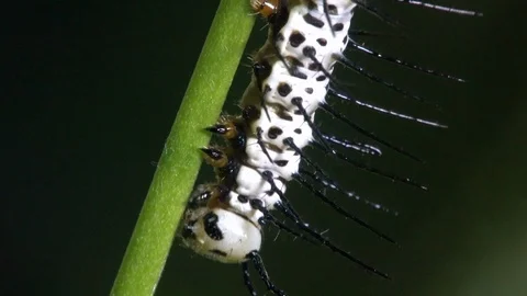 Zebra longwing butterfly caterpillar walks on a branch. Stock Footage 95213599