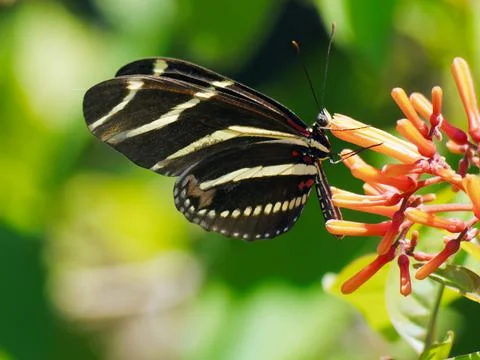 Zebra Longwing Butterfly Collecting Nectar Stock Photos