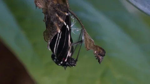 A zebra longwing butterfly emerges from a cocoon and spreads its wings. 库存影片 95213563