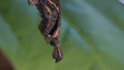 A zebra longwing butterfly emerges from a cocoon in the rainforest. Video stock 95213582