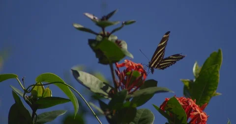 Zebra Longwing Butterfly feed on flower Vidéo 87301989
