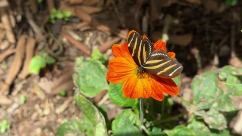 Zebra longwing butterfly feeding on flower Stock Footage 335287604