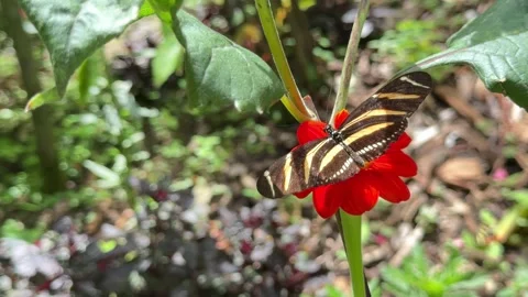 Zebra longwing butterfly feeding on red flower Stock Footage 335287423