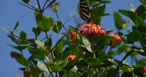 Zebra Longwing Butterfly flapping wings on flower Stock Footage 87309063