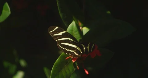 Zebra Longwing Butterfly flies up and right Stock Footage 87308781