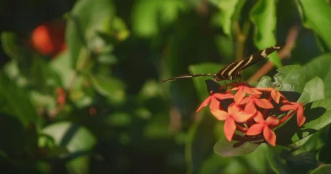 Zebra Longwing Butterfly flies up away Vidéo 87307208