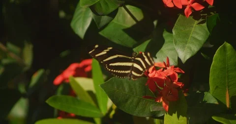 Zebra Longwing Butterfly from flower to flower Stock Footage 87309300