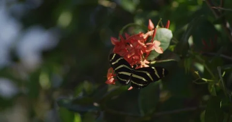 Zebra Longwing Butterfly fly away, to camera Vidéo 87299273